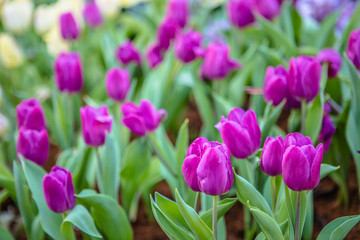 Fototapeta premium flowers