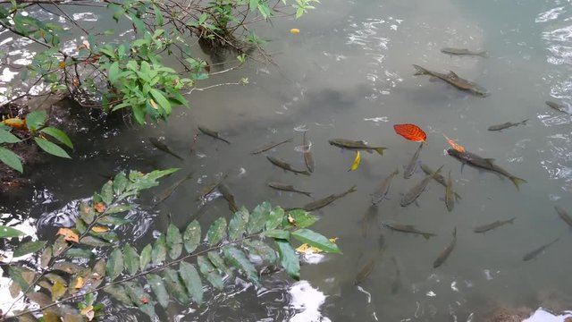 Mahseer barb (Neolissochilus stracheyi) in clear water pond in Thailand
