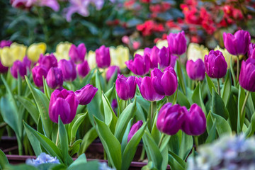 flowers