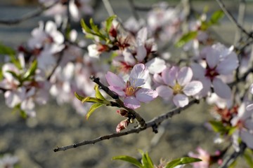 Details of almond tree flowers and green leaves