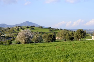 Landscape with trees and cloudy sky