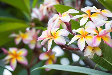 Foto op Plexiglas Frangipani Plumeria bloem