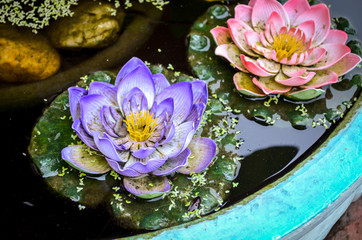 closeup of lotus flower in pond