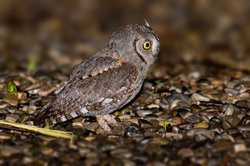 animal