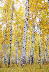 Fototapety  autumn forest