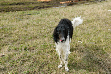 Afghan Hound