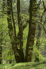 Fototapeta premium Landscapes