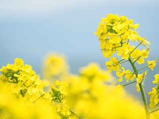 Obraz premium 元気カラーのかわいい菜の花