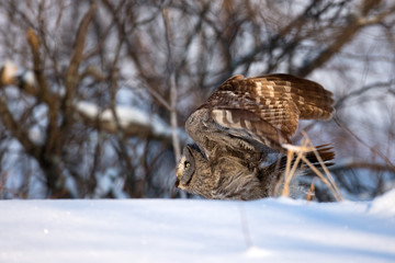 animal