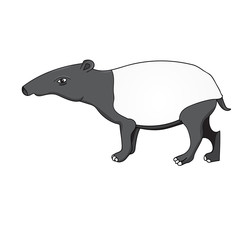 Tapir animal stands sideways isolated.