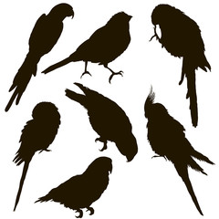 Silhouette of a parrot many individuals isolated