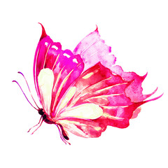 Fototapeta na wymiar butterfly,watercolor, isolated on a white