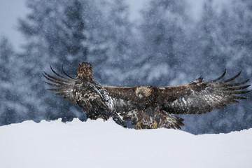 animal