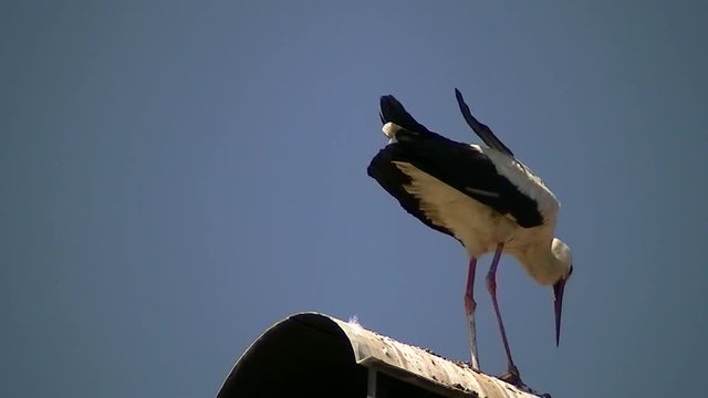 Ein Wei&szlig;storch auf einer Kaminabdeckung dreht sich vor tiefblauem Himmel im Kreis (Gro&szlig;aufnahme)