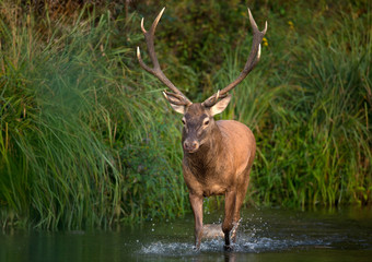 animal