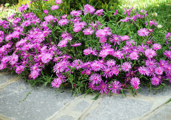 beautiful delosperma flowers