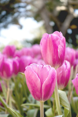 colorful Tuilip in the garden.