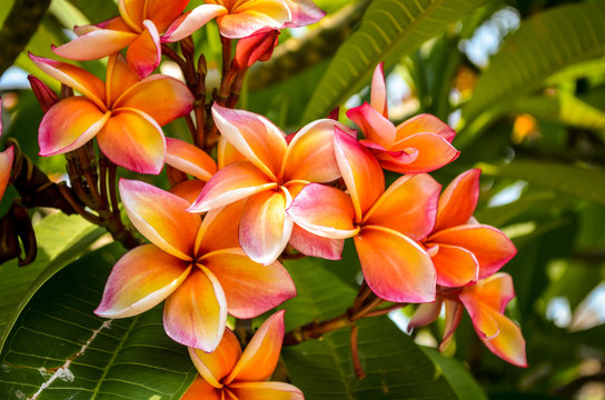 Orange And White Frangipani Plumeria Flower Blossom