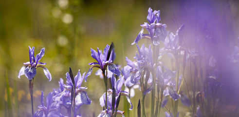 Springtime banner - beautiful blooming iris flowers