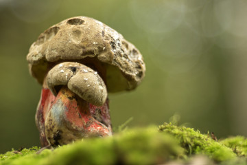 mushroom