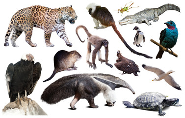 Fauna of South America isolated