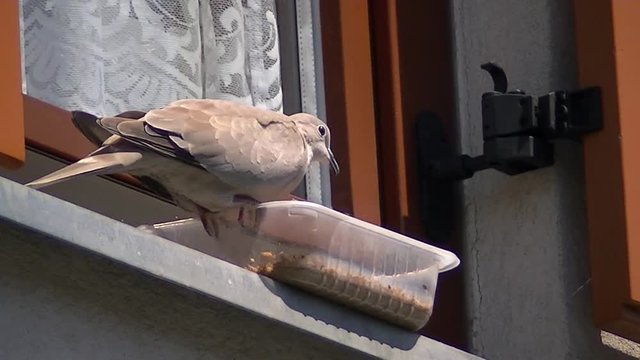 Eine T&uuml;rkentaube frisst aus einer Sch&uuml;ssel vor dem Fenster
