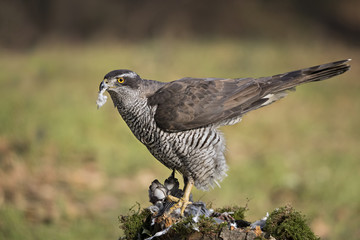 animal