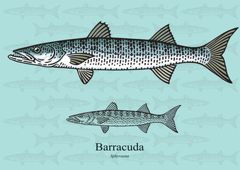 Barracuda. Vector illustration for artwork in small sizes. Suitable for graphic and packaging design, educational examples, web, etc.