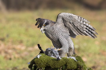 animal