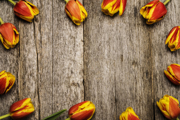 Colorful red-yellow terry tulips close-up on a wooden background. Background with space for text 