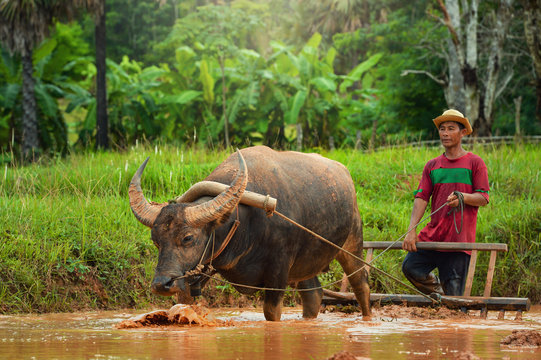 Thai Buffalo on during sunset, Life' Machine of Farmer,white buffalo , Original agriculture use buffalo plow the field,Thailand