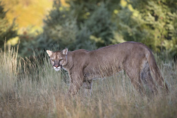 animal