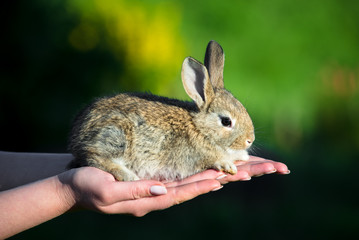 A nice small rabbit in female hands, blurred green background. Female hand holding cute funny rabbit.