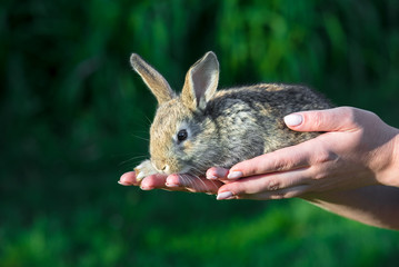 Baby rabbit in woman hand. A furry funny rabbit in gentle hands, green background.