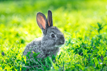 Obraz premium Beautiful young small rabbit on the green grass in summer day. A small grey rabbit sitting in the grass, sunny garden.