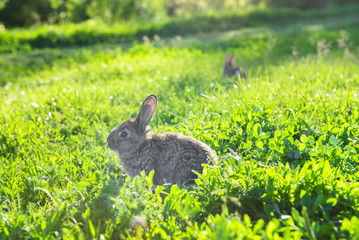 A nice grey rabbit walking in a summer garden. Bunny rabbit on grass background.