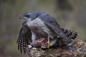 animal