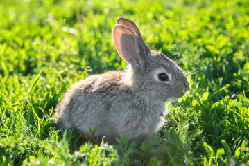 A cute photo of a grey rabbit sitting calmly in a grass.
