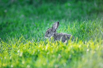 A charming grey bunny sitting in a fresh green grass. Rabbit eats grass.