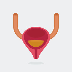 Bladder vector illustration