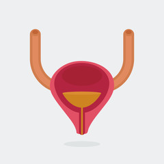 Bladder vector illustration