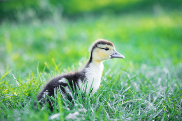 A nice small duck watching aside curiously in a sunny summer garden. Close up small duckling in a fresh green grass.