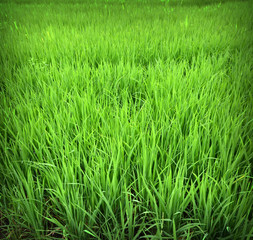 Obraz premium Green rice fields of Thailand