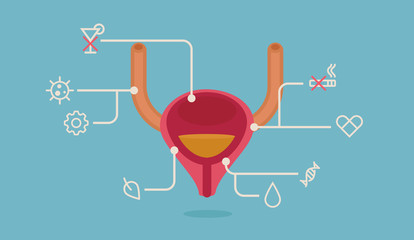 Bladder vector illustration