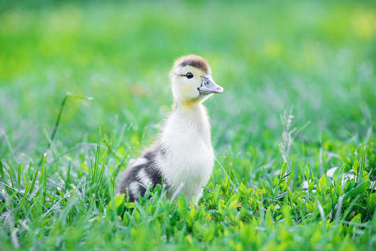 A summer picture of a cute duckling walking in a summer garden. Duckling in grass.
