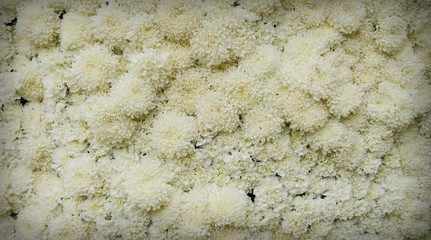 texture of white'flower