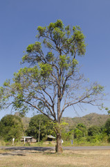 Fototapeta premium Tree and blue sky background.