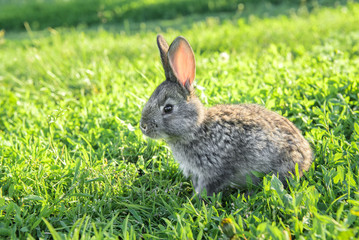 Little funny rabbit running on the field. A small rabbit posing for a cute picture, summer grass all around.