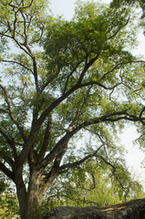 Fototapeta premium forest trees. nature green wood backgrounds. Beauty natural background