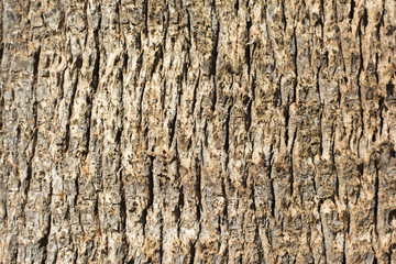 Old wood tree bark texture background pattern